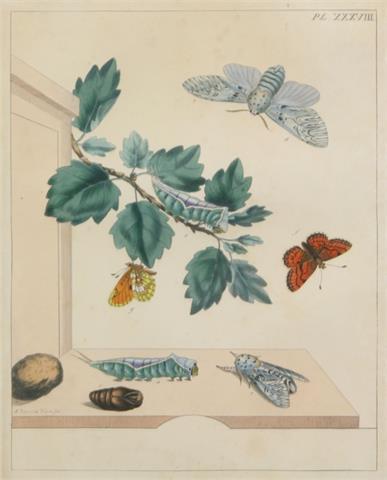 Konvolut: 4 Schmetterlings-Grafiken, Kupferstiche coloriert, tlw. England 19. Jh.