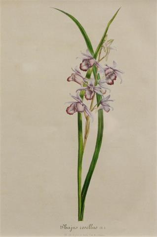 Lithographie um 1860, altcoloriert, 'Phajus rosellus',