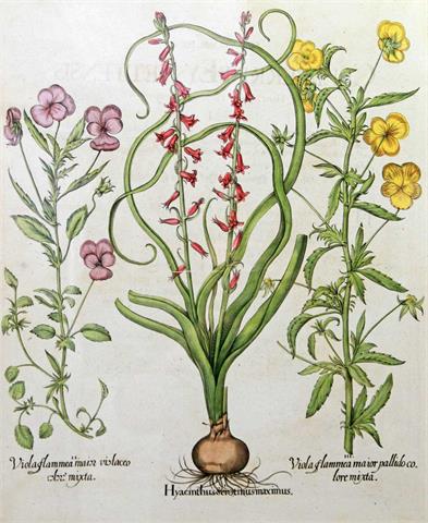 BESLER, BASILIUS (1561-1629): "Hortus Eystettensis: Hyacinthus serotinus maximus".