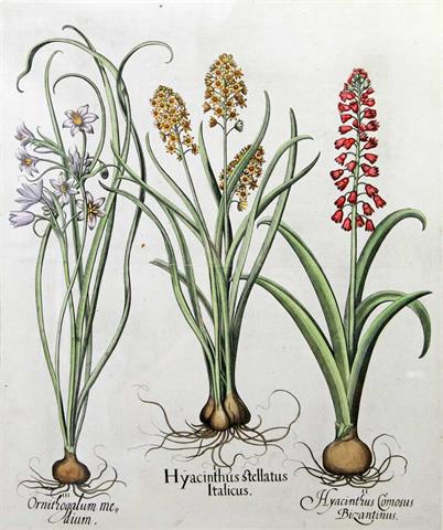 BESLER, BASILIUS (1561-1629): "Hortus Eystettensis: Hyacinthus stellatus italicus".