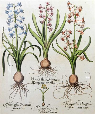 BESLER, BASILIUS (1561-1629): "Hortus Eystettensis: Hyacinthus Orientalis flore purpureus albus".