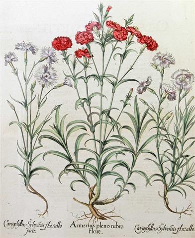 BESLER, BASILIUS (1561-1629): "Hortus Eystettensis: Armerius pleno rubro flore".