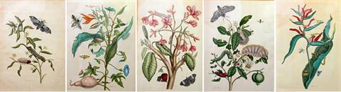 MULDER, JOSEPH (1659 - ca. 18718): fünf Blätter, Plattennrn. 8, 39, 41, 54, 57,  aus: "Metamorphosis Insectorum