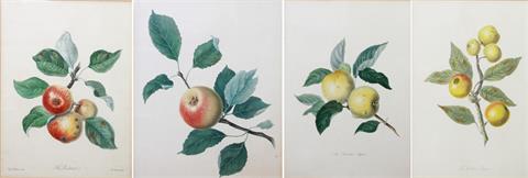 HOOKER, WILLIAM (1779-1832): 4 Grafiken aus "Pomona Herefordensis", nach Originalen von Elisabeth Matthews, 1811.