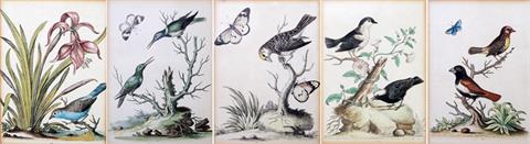 EDWARDS, GEORGE (1694-1773): 5 Grafiken aus "A History of Uncommon Birds": Nrn. 35, 131, 189, 260, 355.