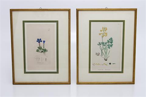 Wohl SOWERBY, JAMES (1756-1822) 2 botanische Stiche, handcoloriert, 18. Jhd.