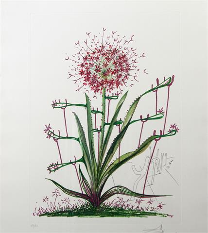 DALI, SALVADOR (1904-1989): 1 Bl. "Allium christophi pilique pubescents" aus der Serie "Surrealistic Flowers", 1972,