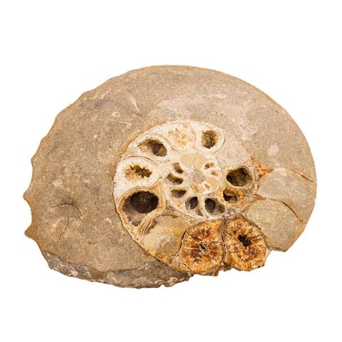 AMMONIT Fossil