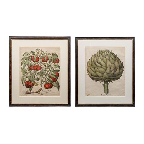 BESLER, BASILIUS (1561-1629), 2 Pflanzendarstellungen "Poma amoris fructu rubro" und "Fructus Artischochi"