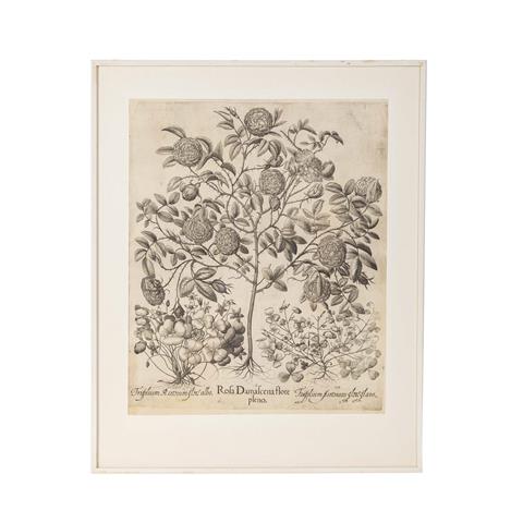 BESLER, BASILIUS, attr./nach (1561-1629), "Rosa Damascena flore pleno " aus "Hortus Eystettensis - Garten von Eichstätt",