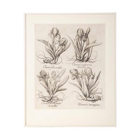 BESLER, BASILIUS, attr./nach (1561-1629), "Chamaeiris flore argenteo" aus "Hortus Eystettensis - Garten von Eichstätt",